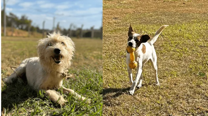 Zoonoses estará aberto neste sábado para vacinar cães e gatos