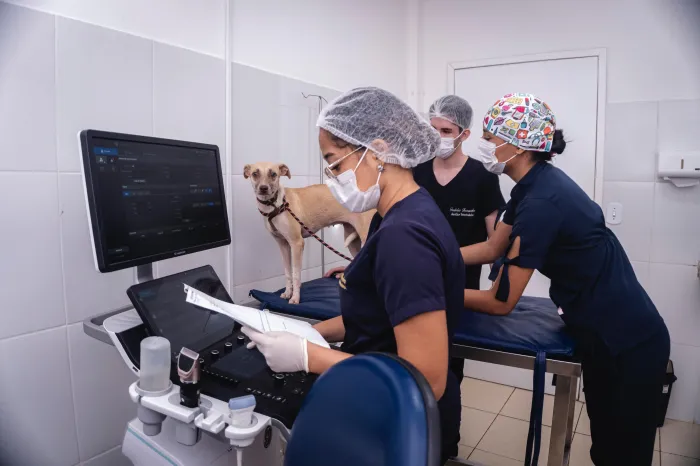 Governo fez mais de mil castrações gratuitas de pets com programa Cuidar de Todos Saúde Animal