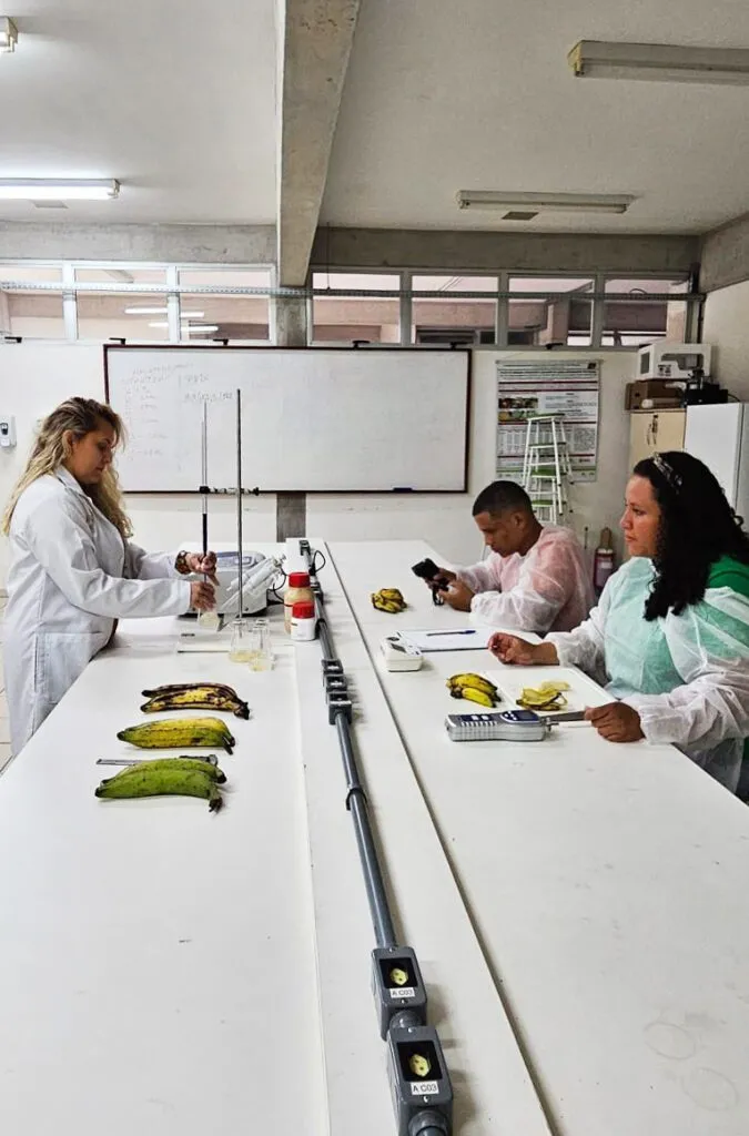 Pesquisa apoiada pelo Governo Amazonas reduz contaminação e aumenta agentes de defesa da banana