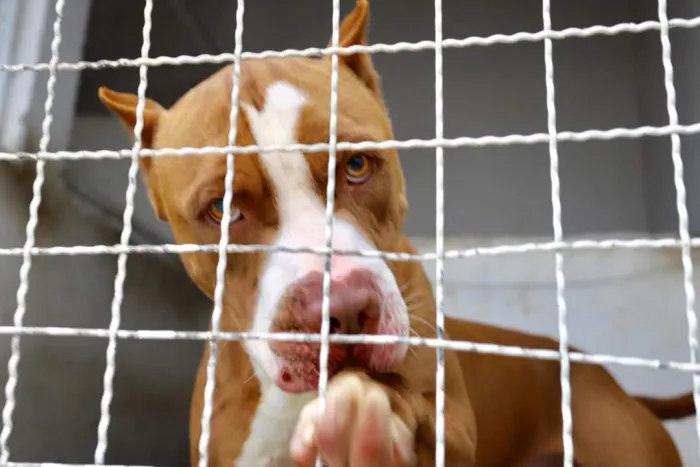 Diretoria de Bem-Estar Animal estadual cria protocolo para cumprimento da Lei do Pit Bull