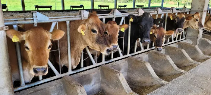 SC celebra 17 anos como Zona Livre de Febre Aftosa sem Vacinação e se mantém como referência em defesa e saúde animal