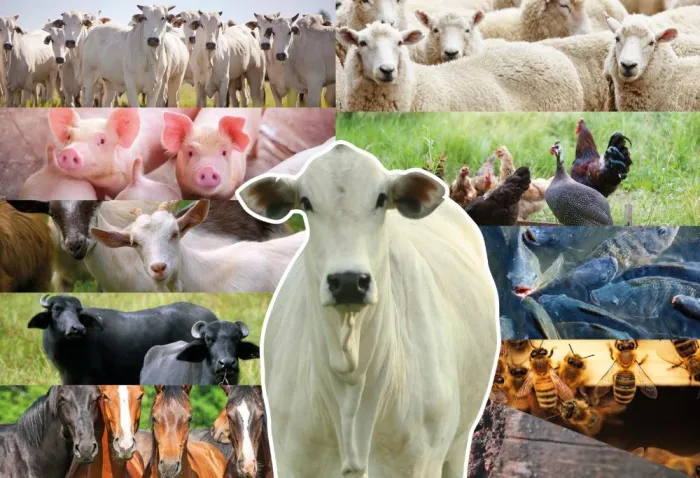 Vacinação de bovinas e bubalinas contra a brucelose