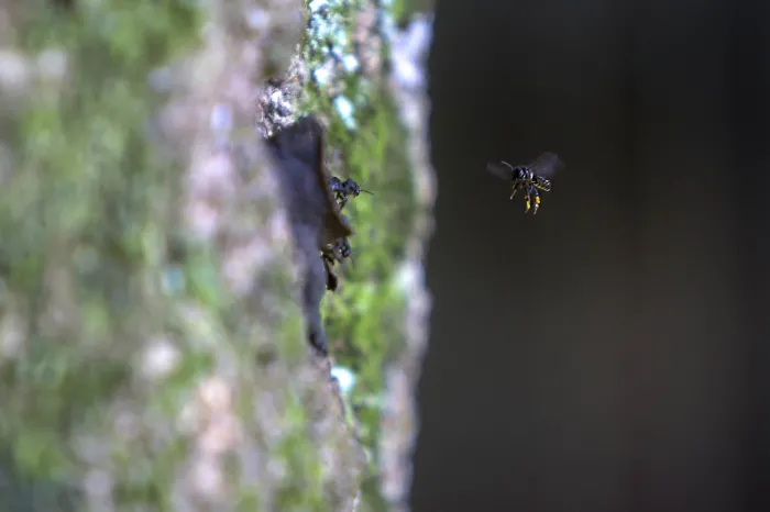 Pesquisadores da Unicentro e Unesp estudam 