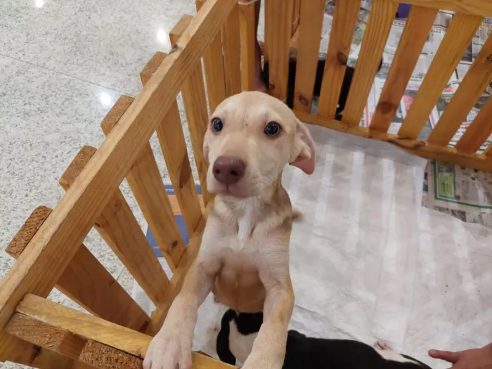 Feira de adoção de pets da Prefeitura de Nova Iguaçu completa um ano com mais de 120 animais encaminhados para novos lares