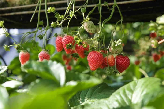 Domingos Martins recebe capacitação sobre cultivo semi-hidropônico de morango