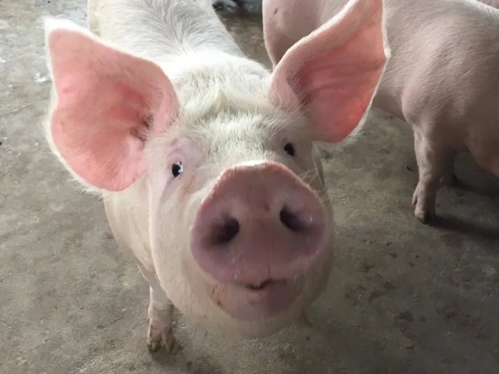 Santa Catarina celebra nove anos de certificação como Zona Livre de Peste Suína Clássica (PSC)