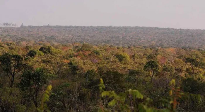Operações do Cerrado Vivo coibem desmatamento ilegal e protegem bioma piauiense