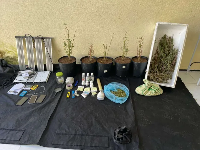 PMCE desativa imóvel utilizado como estufa para o cultivo de maconha em Messejana