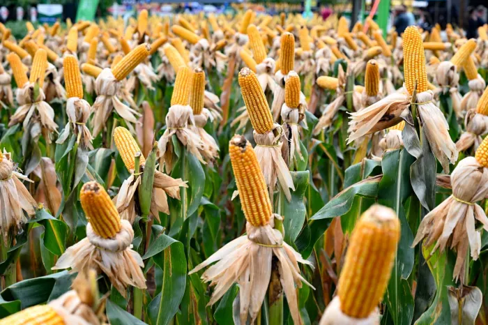 AVISO DE PAUTA: Governo do Estado lança Projeto Sementes de Milho 2024 na próxima segunda