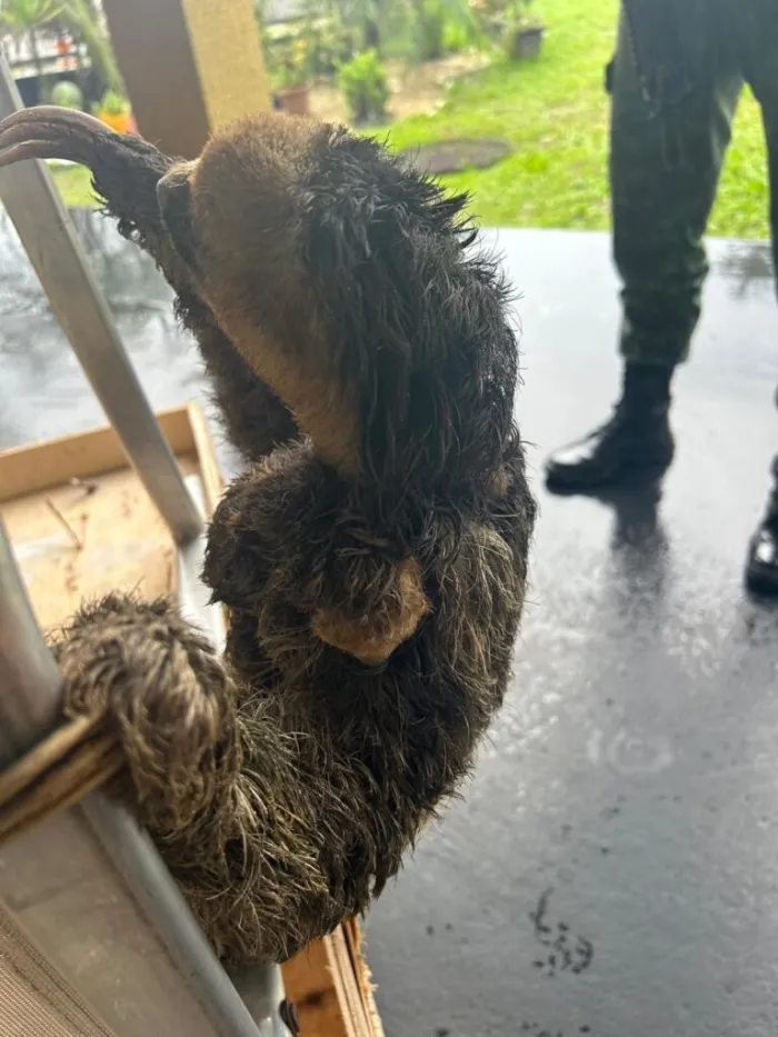 PMAM resgata três aves e bichos preguiça em ações na capital e no interior