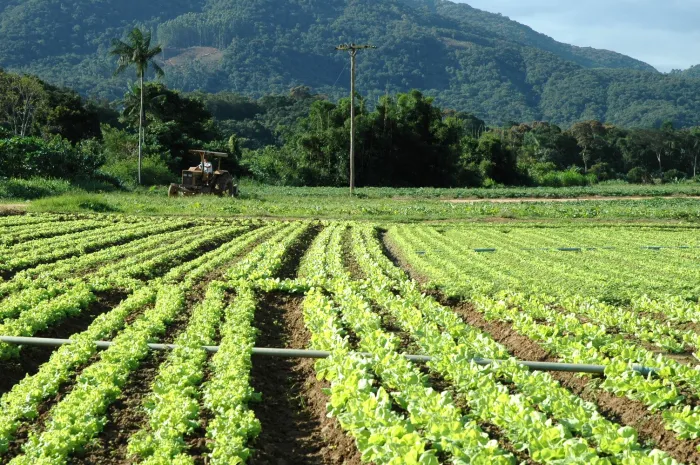Dia Mundial do Meio Ambiente: Secretaria da Agricultura promove programas para a produção sustentável