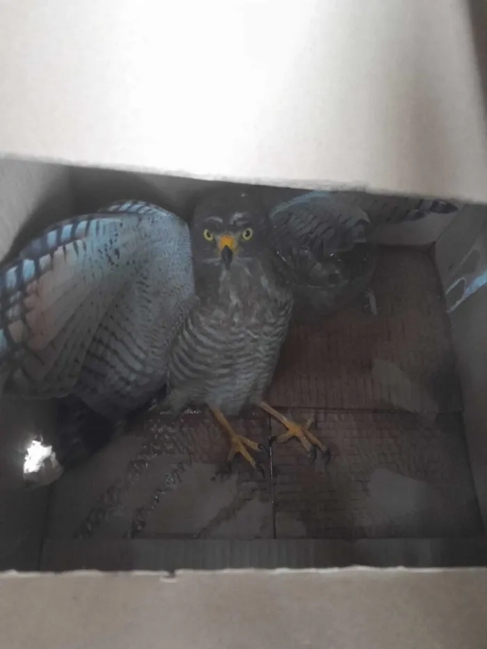 Polícia Militar do Amazonas resgata gavião-carijó e papagaio na zona oeste