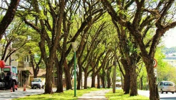 Parlamentar reitera pedido para implantação de Plano Municipal de Arborização em Sorriso