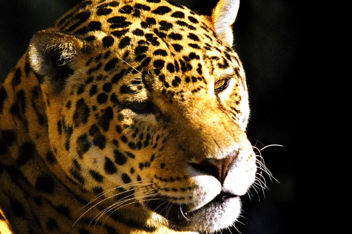 Com 108 novos animais, governo atualiza Lista de Espécies da Fauna Ameaçada