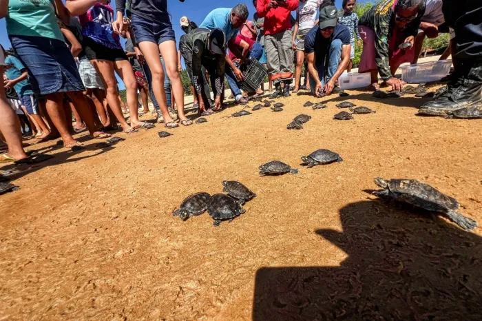 Semana do Meio Ambiente da Emater movimenta municípios do Pará