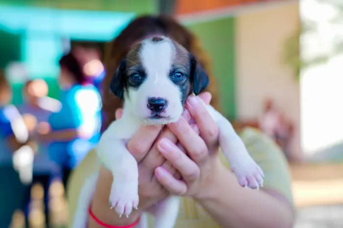 Paço Municipal recebeu feira de animais, entregas de mudas e comercialização de produtos da agricultura familiar
