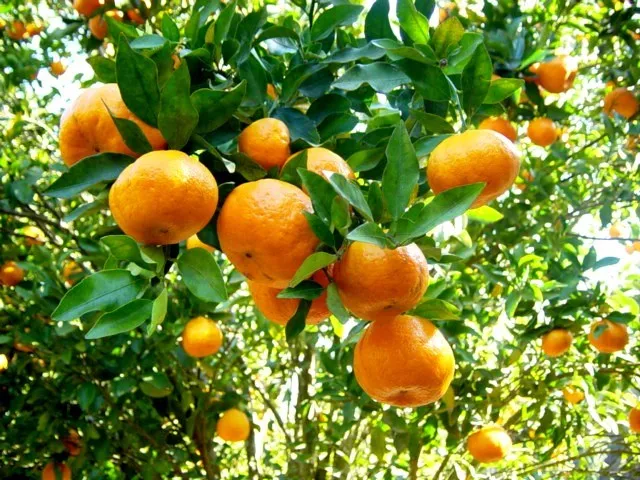Produtores de tangerina da região serrana participam de capacitação na próxima sexta-feira (14)