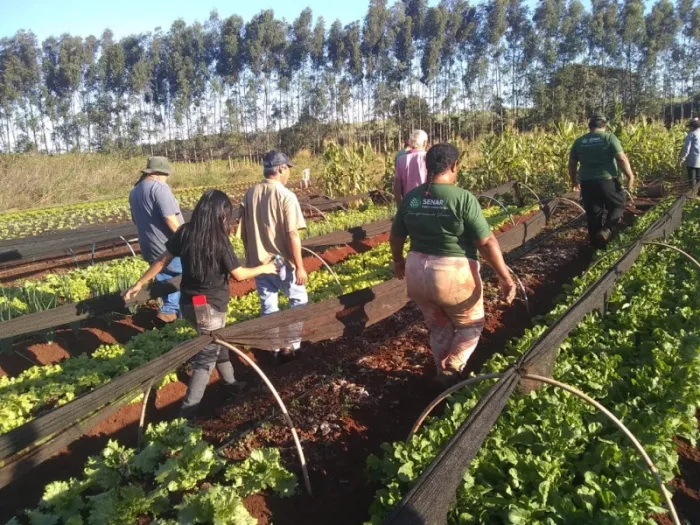 Produtores do Cinturão Verde recebem orientações para produção de tomate...