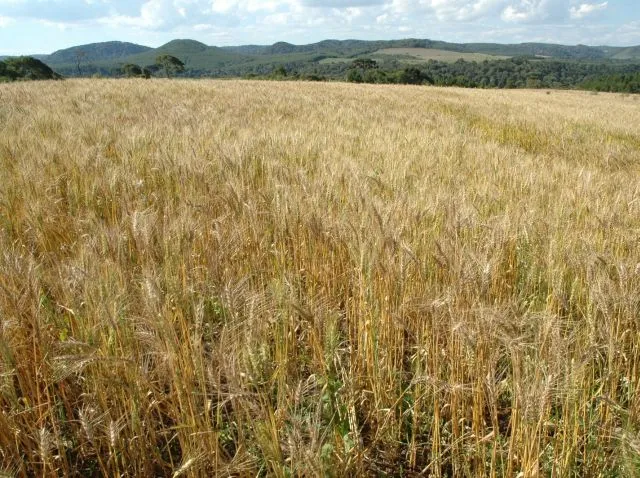 Foto: Reprodução/Secom SC