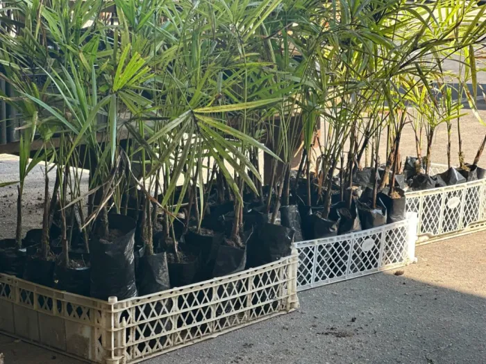 No âmbito da Rede de Governança Ambiental, Sema doa 2,3 mil mudas de plantas para a Semana do Meio Ambiente em Cruzeiro do Sul