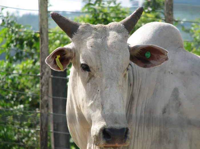 Fábricas de subprodutos de origem animal não comestíveis em Santa Catarina precisam realizar o cadastro na Cidasc