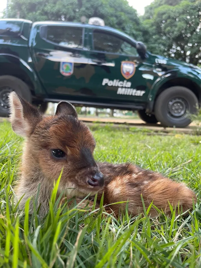 Foto: Reprodução/Polícia Militar - ES
