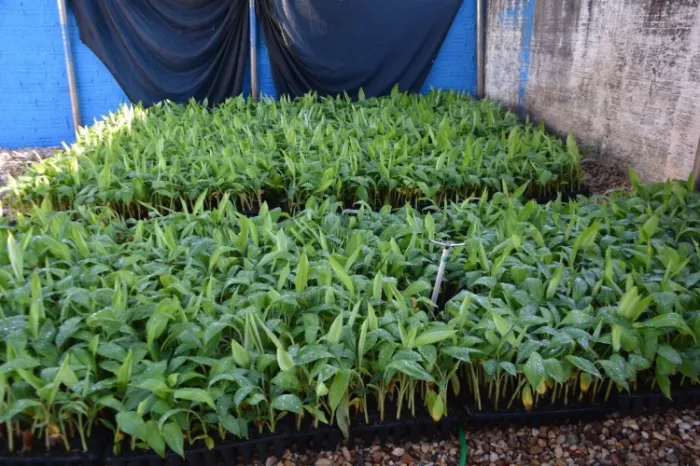 Crédito:Prefeitura de Itiquira - 