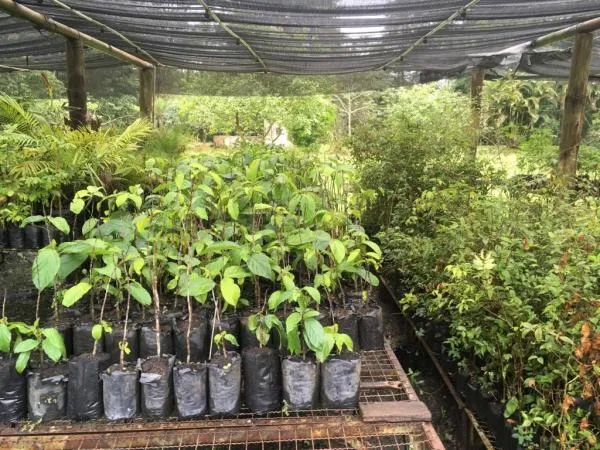 Vereador solicita aquisição de mudas de árvores frutíferas e nativas para o reflorestamento no assentamento Jonas Pinheiro