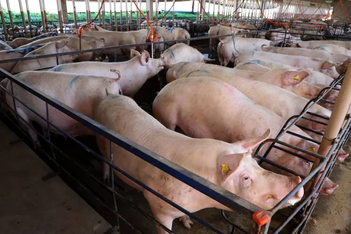 IAT apresenta ao setor produtivo adequações na regulamentação da suinocultura no Paraná