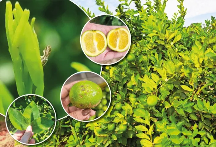 Sanidade vegetal: produtor deve entregar resultado de vistoria para cancro e greening