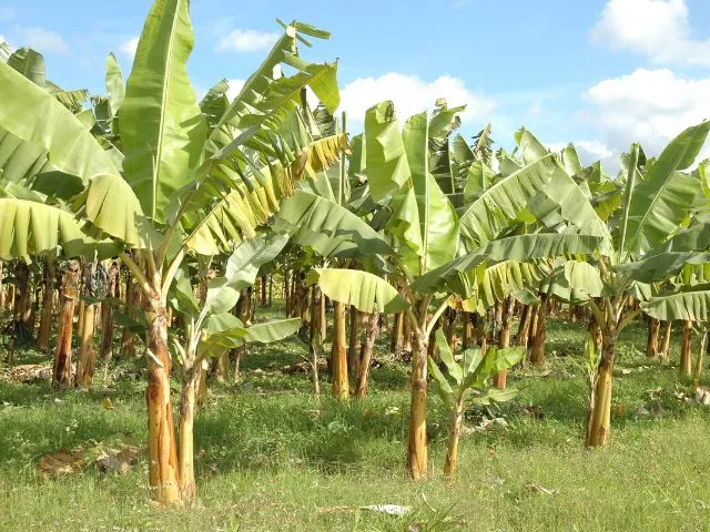 São João do Itaperiú sedia o 1° Dia de Campo Regional da Bananicultura
