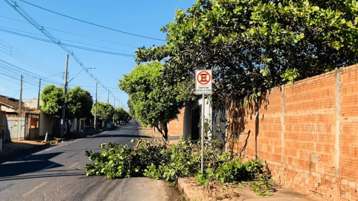 Equipe de poda atua em importante corredor do Jardim Arroyo