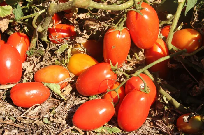 Medida visa propiciar ausência de plantas de tomate de novembro a janeiro, período de grande incidência da mosca-branca e contaminação por geminiviroses nas principais áreas de cultivo do estado (Foto: Henrique Martins Gianvecchio Carvalho/Embrapa)