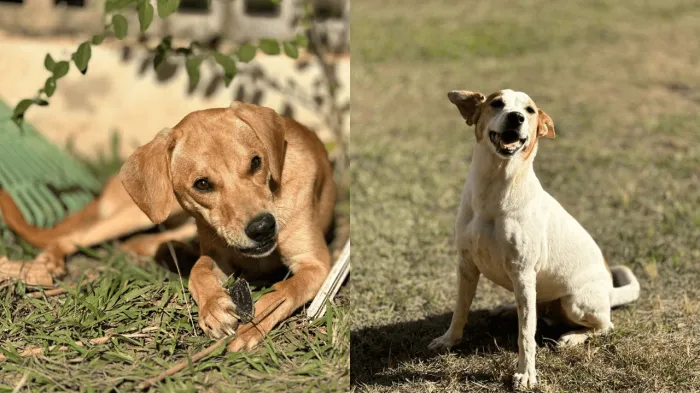 Zoonoses promove vacinação antirrábica em dois pontos neste sábado