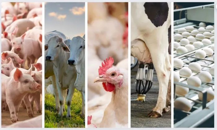 Novo relatório do Governo divulga dados da produção agropecuária no Espírito Santo