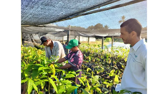 Agricultura familiar: implementação de cacau orgânico em Cachoeiro de Itapemirim com apoio da Ater