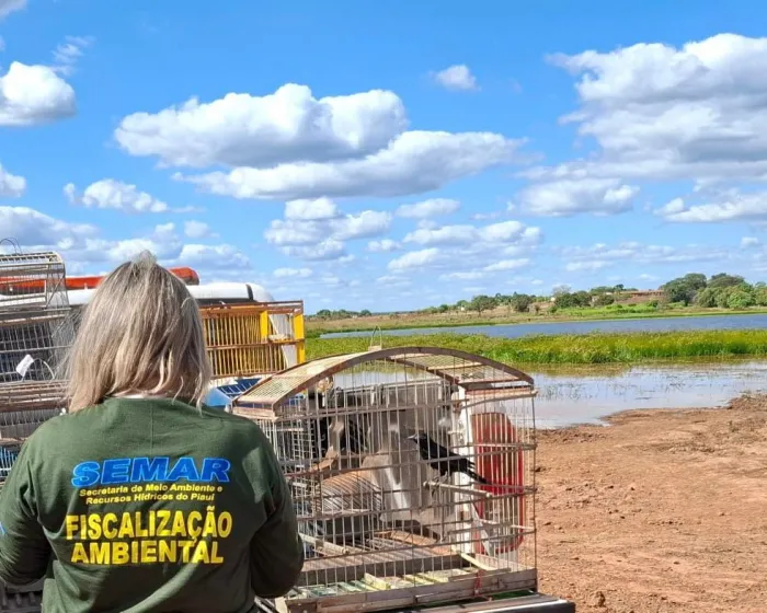 Secretaria do Meio Ambiente realiza soltura de animais apreendidos em operação de fiscalização