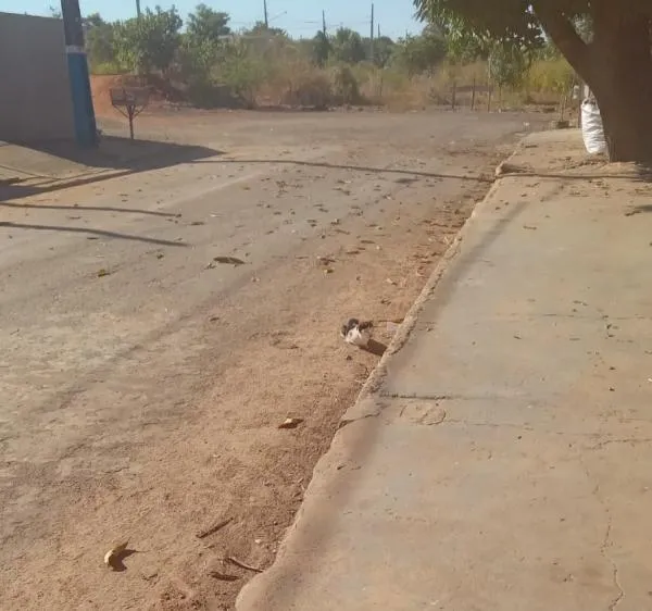 Vereadora solicita serviço de recapeamento asfáltico e iluminação no São José I