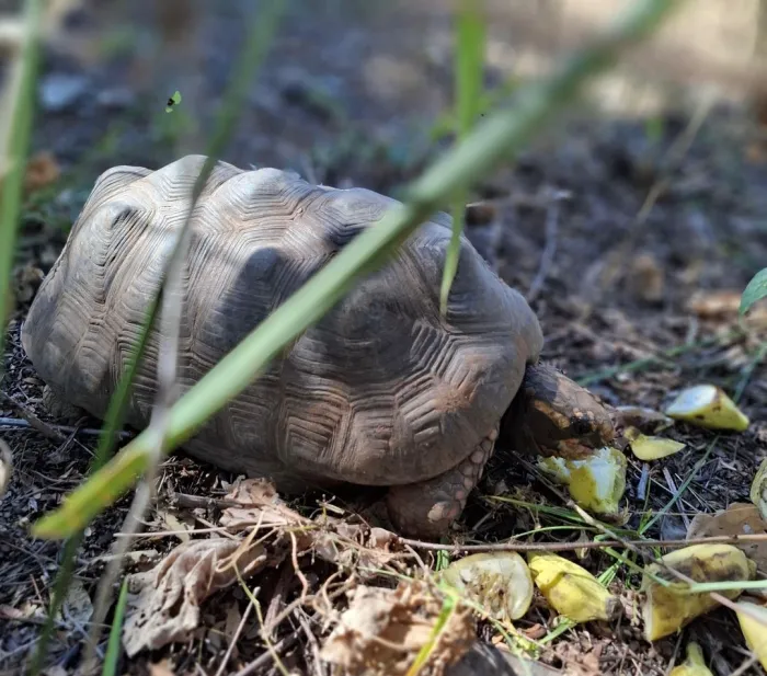 Semarh realiza soltura de 40 animais em área cadastrada na região de Valença