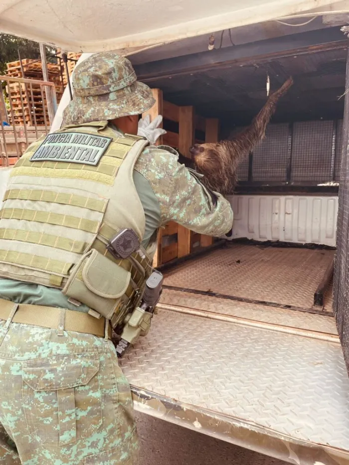 Polícia Militar do Amazonas resgata bicho-preguiça na zona leste de Manaus
