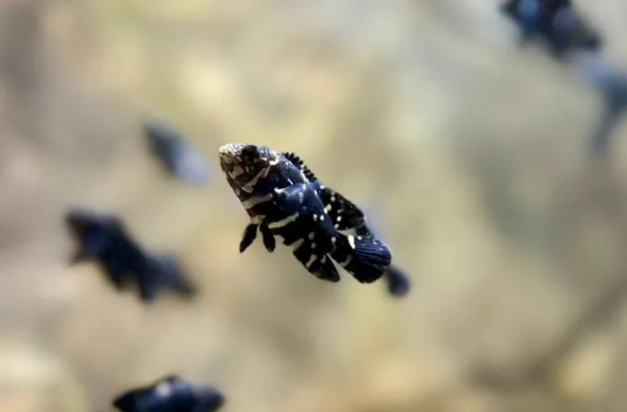 Filhotes de Acará nascidos no Bioparque Pantanal são atrações em tanque itinerante