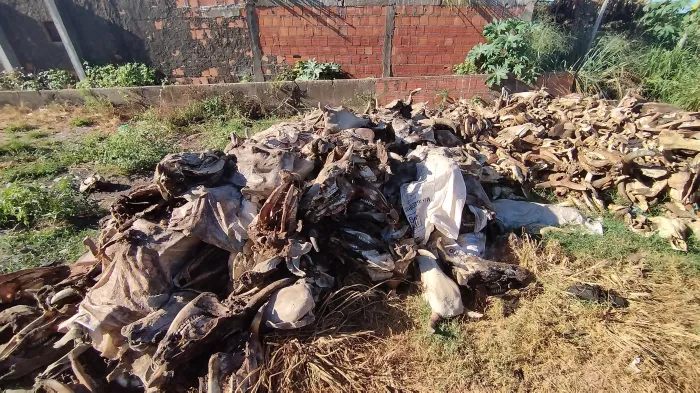 Deflagrada a operação Ossos do Ofício em Imperatriz