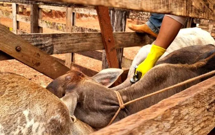 Prazo para regularização da vacina contra brucelose foi prorrogado por 120 dias (Foto: Agrodefesa)