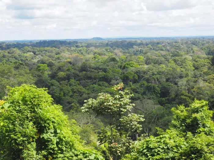 - Edital busca empresas interessadas na comercialização de carbono no Maranhão (Foto: Divulgação)