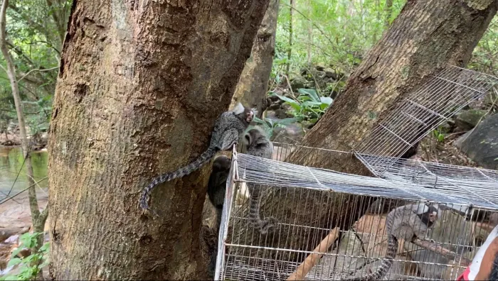 Semace e Ibama realizam a soltura de animais silvestres ameaçados de extinção