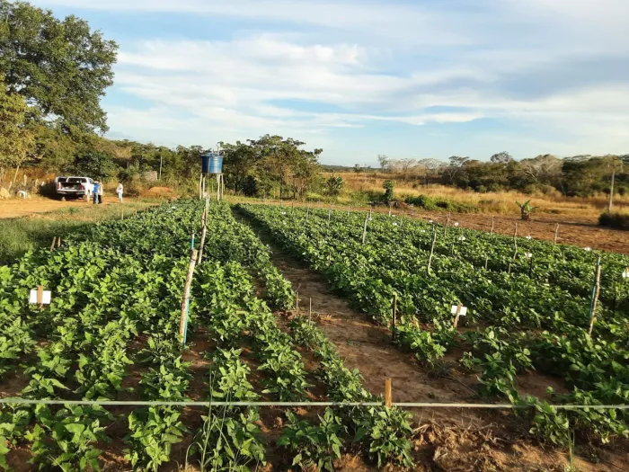 Pesquisa da Uema destaca segurança alimentar do ponto de vista nutricional e fitossanitário