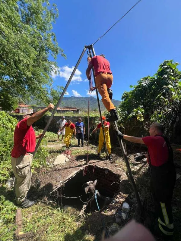 Bombeiros Militares resgatam vaca de fossa séptica em Maranguape