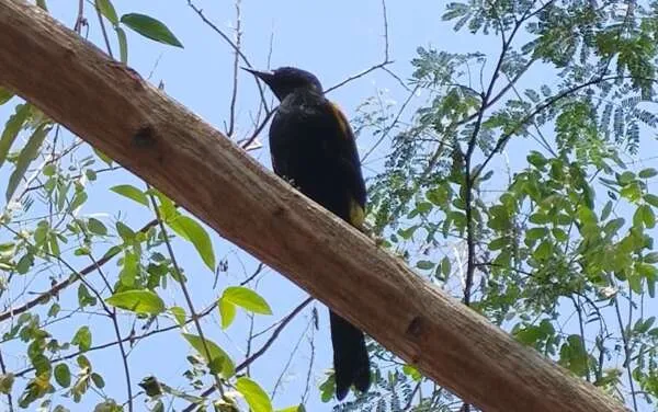 Semace publica Instrução Normativa sobre o Cadastramento de Áreas de Soltura de Animais Silvestres Nativos