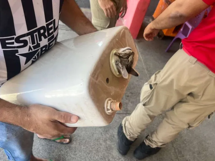 Gato preso em caixa de descarga é resgatado por equipe do Corpo de Bombeiros