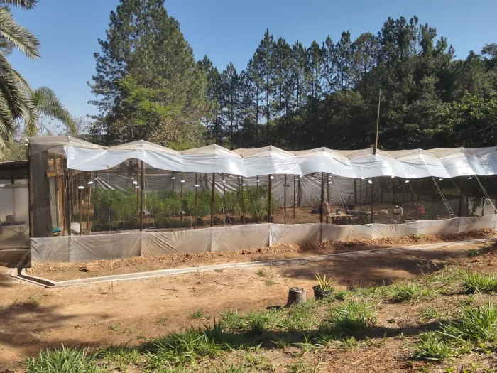 suspeito mantinha o plantio ilegal de maconha para produção de canabidiol